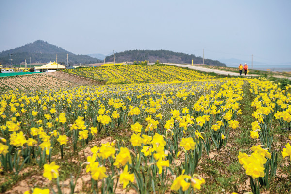 수선화의 꽃말은 고결·신비다. 영롱한 빛깔과 우아한 자태로 노란 봄소식을 전하며 봄나들이를 재촉하고 있다. 사진은 전남 신안 선도.