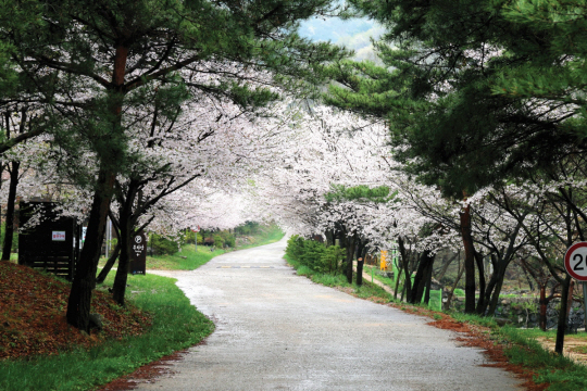 서산 용현자연휴양림 벚꽃.