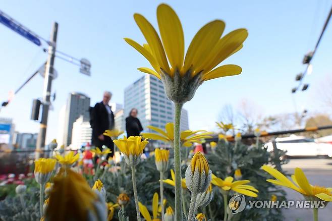 봄꽃 심는 광장 (서울=연합뉴스) 김주성 기자 = 꽃샘추위가 찾아온 18일 오전 서울광장에 화단 조성에 쓸 봄꽃이 놓여 있다. 2024.3.18 utzza@yna.co.kr