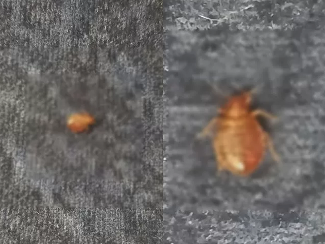 일본 누리꾼 A씨는 얼마 전 X(옛 트위터) 계정을 통해 아내와 도쿄 지하철을 타고 집으로 돌아가던 중 좌석에서 빈대로 의심되는 곤충을 발견했다는 글을 올려 눈길을 끌었다. [사진출처=X(옛 트위터)]