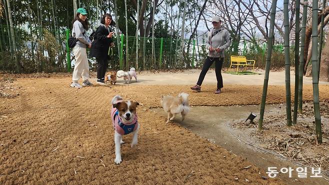 18일 오후 부산 남구 동명대에 조성된 반려견 놀이터 ‘동숲’에서 반려견이 뛰어다니고 있다. 김화영 기자 run@donga.com