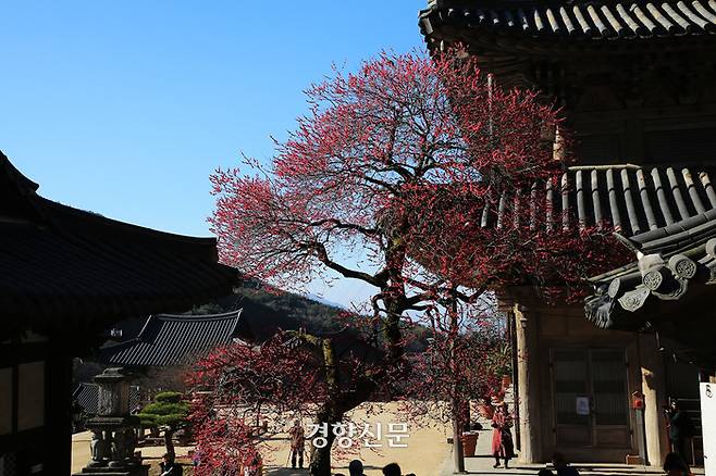 20일 오후 전남 구례군 마산면 화엄사 경내에 올해 천연기념물로 지정된 ‘화엄사 홍매화’가 활짝 피어 있다. 2024.3.20 [구례군 제공]