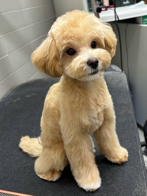 배우 서범준이 동생 몽드를 소개했다. 사진=서범준