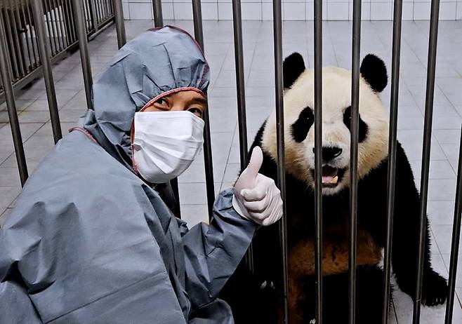 중국 송환을 앞두고 검역실에서 지내는 자이언트 판다 푸바오의 모습이 공개됐다. 송영관 사육사와 푸바오가 얼굴을 가까이 하고 웃어 보였다. /사진=에버랜드 주토피아 카페 캡처