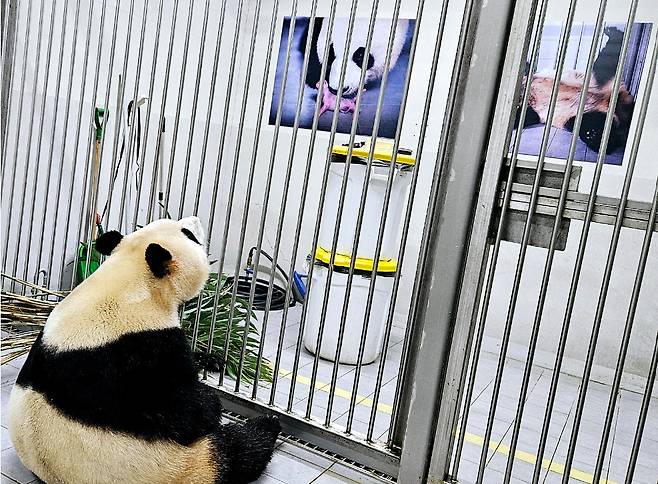 중국 송환을 앞두고 검역실에서 지내는 자이언트 판다 푸바오의 일상이 공개됐다. 벽에 걸린 자신의 사진을 바라보는 모습. /사진=에버랜드 주토피아 카페 캡처
