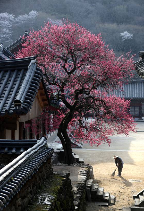 봄 1박 2일 국내 여행지 추천 / 온라인 커뮤니티