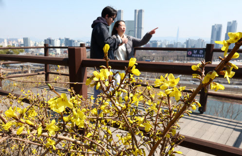 21일 오후 서울 성동구 응봉산에 개나리가 활짝 피어 있다.(사진=뉴시스)