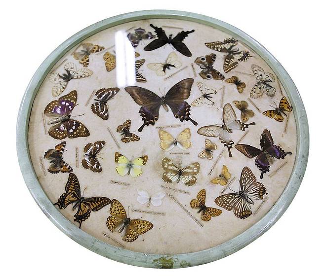 석주명이 직접 채집해 만들어 놓은 우리나라 희귀종 나비 표본. /석주선기념박물관