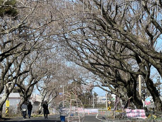 축제(23일) 시작 이틀을 남긴 21일 오전 제주시 애월읍 장전리 왕벚꽃축제장 모습. 벚꽃나무 터널에 꽃이 제대로 피지 않은 채 축제 조형물들이 설치돼 있다. 최충일 기자
