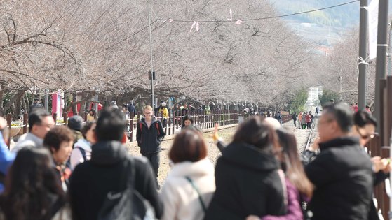 22일 오전 경남 창원시 진해구 경화역공원에서 관광객이 벚나무를 보며 봄 추억을 만들고 있다.   연합뉴스