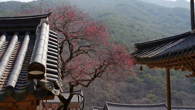 ▲구례 화엄사 화엄매