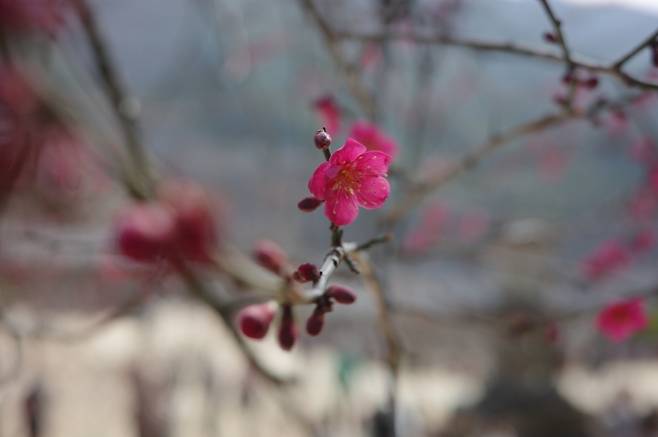 ▲일반 홍매화보다 색이 탁한 화엄매