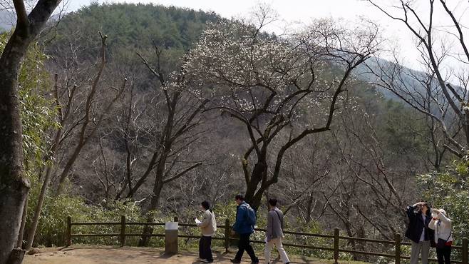 ▲수령 450년 추정 화엄사 들매화