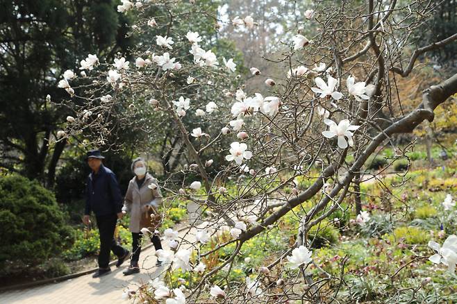 목련 얼리버드가 새하얀 꽃으로 탐방객들의 발길을 붙잡는다. ⓒ천리포수목원 제공