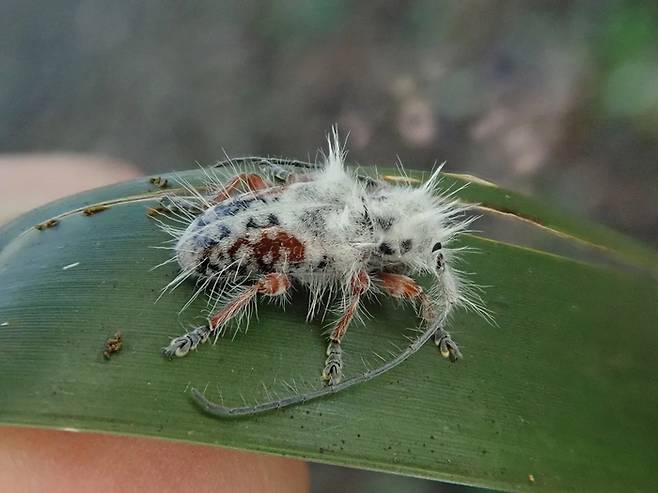 호주 퀸즐랜드에서 발견된 신종 딱정벌레. 학명은 '캠프에서'를 뜻하는 라틴어 'Excastra'와 '하얗고 털이 많은'을 뜻하는 'albopilosa'를 합쳐 'Excastra albopilosa'로 지어졌다. 사진=퀸즐랜드 대학교