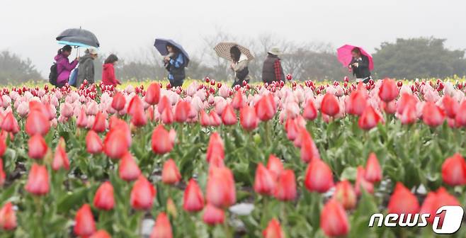봄비가 내리는 24일 오후 제주 서귀포시 표선면 보롬왓 농장에 튤립이 활짝 펴 시선을 사로 잡고 있다. 2024.3.24/뉴스1 ⓒ News1 오현지 기자