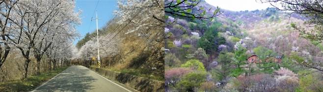(왼쪽부터)칠보산자연휴양림 벚꽃과 운장산자연휴양림 벚꽃/사진제공=국립자연휴양림관리소