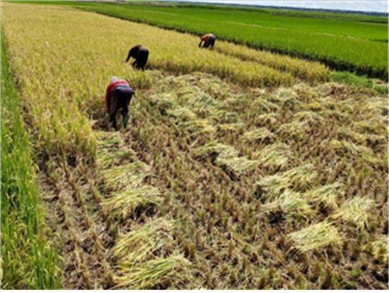 수확기 재배현장(카메룬)