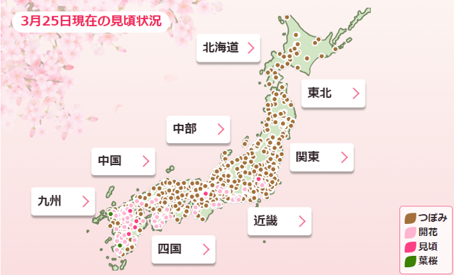 일본 기상 정보 기업 웨더뉴스가 홈페이지에 올린 25일 기준 일본 전국의 벚꽃 개화 상태. 갈색은 꽃봉오리, 연분홍색은 개화, 진한 분홍색은 절정을 나타낸다. 웨더뉴스 홈페이지 캡처