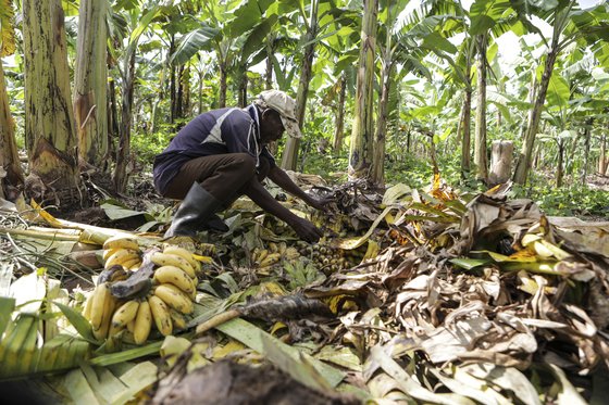 아프리카 우간다의 한 농장에서 바나나를 수확하는 모습. AP=연합뉴스