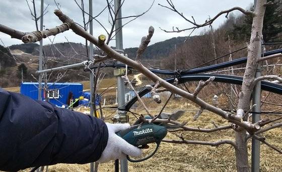 강원도 평창에서 사과농장을 운영하는 조용조(67)씨가 사과나무 가지치기하는 모습. 사과 나무 사이사이로 이상 기후에 대비하기 위한 스프링쿨러가 설치돼 있다. 평창=정은혜 기자