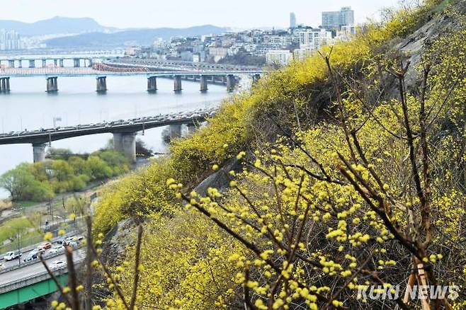 성동구는 지난 21일부터 24일까지 서울에서 가장 먼저 '응봉산 개나리 축제'를 개최했다. 올해는 예년보다 봄꽃 개화시기가 늦어지면서 개나리도 축제가 끝난 지금 절정을 이루고 있다.