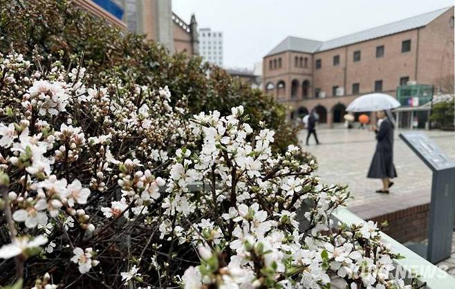 25일 오후 명동성당 화단에 앵두꽃으로 보이는 흰꽃 너머로 수녀 한분이 우산을 쓰고 걸어가고 있다.