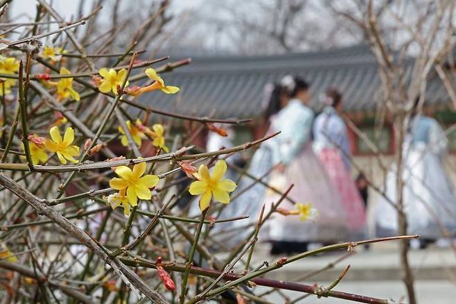포근한 날씨를 보인 12일 오후 서울 종로구 창덕궁에 영춘화가 피어 있다. ⓒ연합뉴스