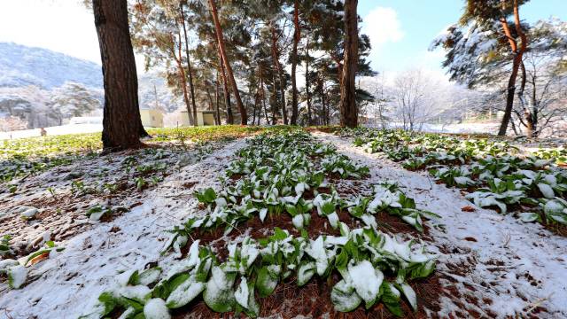 ▲ 인제산 명이나물이 최근 내린 폭설속에도 3월중 출하를 앞두고 잘 자라고 있다.