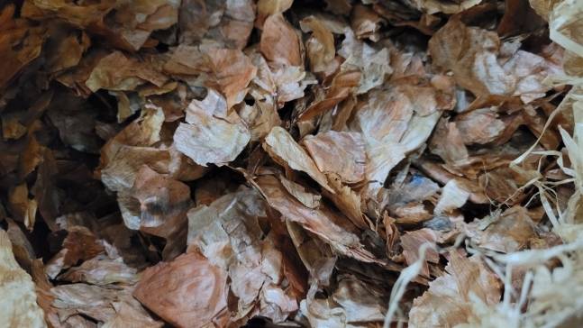 버려지는 양파껍질. [농촌진흥청]