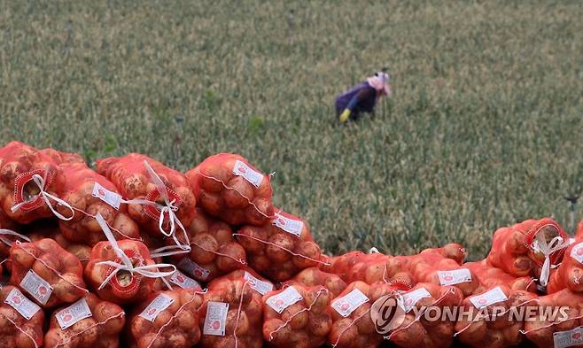 양파 수확 [연합뉴스 자료사진]