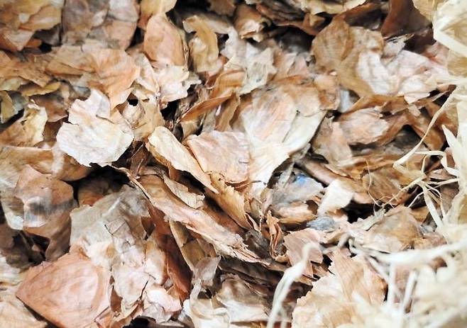 양파껍질 [농촌진흥청 제공. 재판매 및 DB금지]