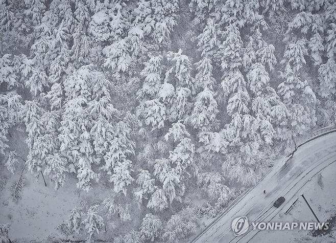 봄 시샘하는 폭설 (양양=연합뉴스) 양지웅 기자 = 강원 산지를 중심으로 최대 30㎝ 이상 폭설이 내린 26일 오전 강원 양양군 구룡령 옛길에 많은 눈이 쌓여 있다. 2024.3.26 yangdoo@yna.co.kr