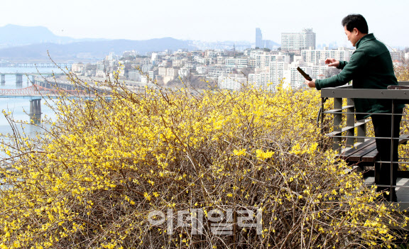 완연한 봄 날씨를 보인 24일 서울 성동구 응봉산에 개나리가 활짝 피어 있다.(사진=방인권 기자)