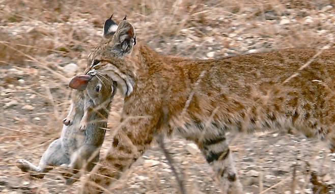 토끼사냥에 성공한 보브캣/Indiana Department of Natural Sources