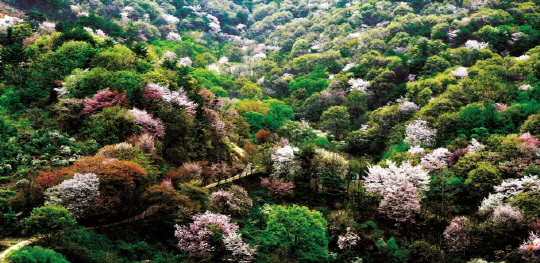 충남 금산군 군북면 보곡산골마을은 국내 최대 산벚꽃 자생 군락지이다. 사진=한국관광공사