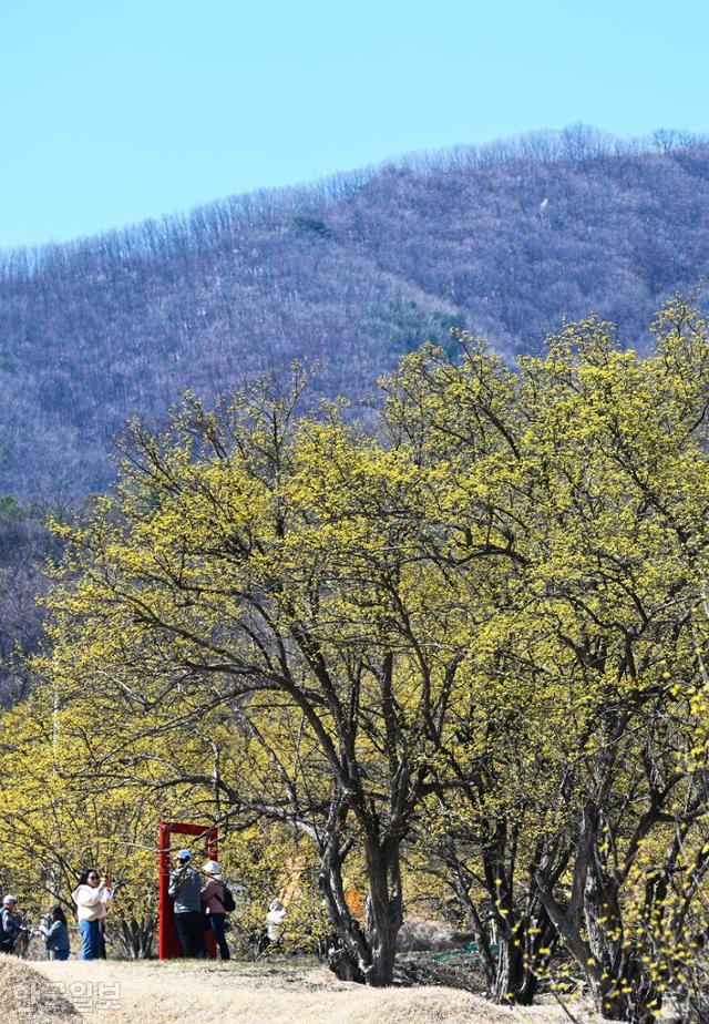 여행객들이 이천 산수유마을에서 노랗게 핀 꽃송이를 배경으로 기념사진을 찍고 있다. 뒤편 원적산은 여전히 겨울 색이다.