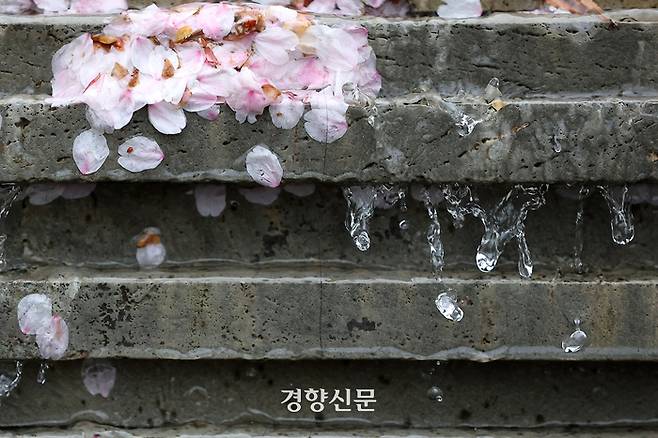 산발적인 봄비가 이어진 지난 6일 서울 송파나루 공원에 설치된 분수대에서 벚꽃잎 사이로 빗물과 분수대의 물이 함께 흐르고 있다. 조태형 기자
