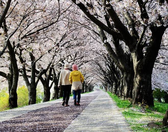 벚꽃이 만개한 길 관광테마 사진.부산시 