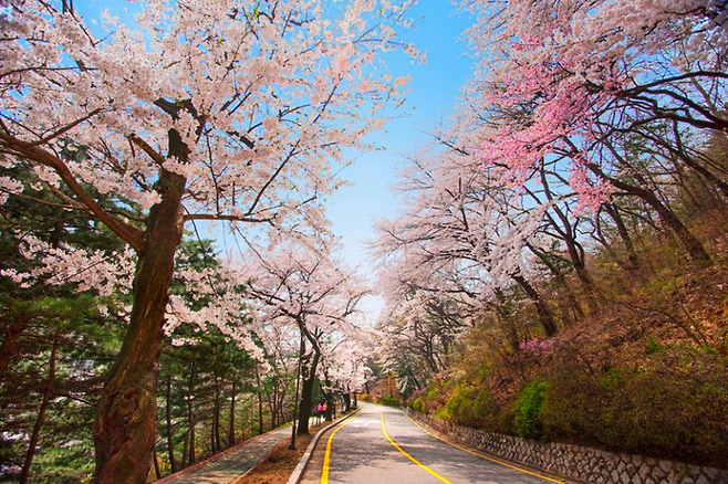 아차산 벚꽃 풍경 / 사진=워커힐 호텔앤리조트