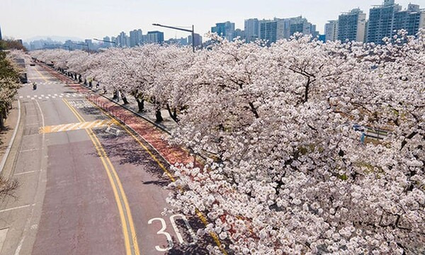 전국 4월 축제 일정 / 온라인 커뮤니티