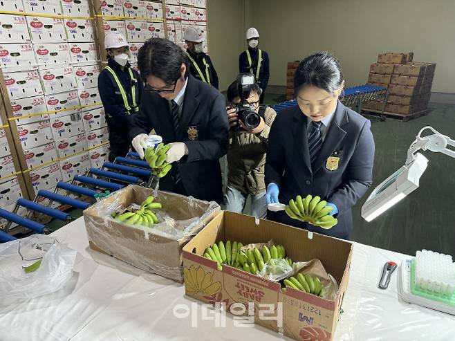 지난 27일 경기도 평택항 검역현장에서 검역관들이 수입 바나나를 검역하고 있다.(사진=이데일리 김은비 기자)