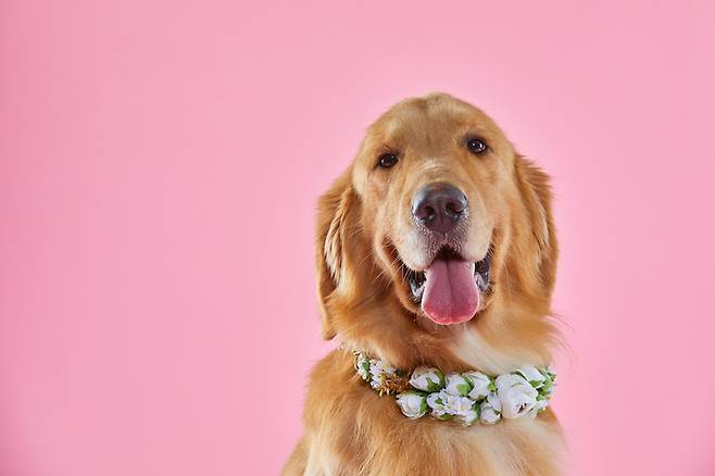 개가 웃는 모습은 자주 볼수 있습니다. 하지만, 이는 인간을 위해 웃어주는 개의 배려 입니다. [사진= 게티이미지뱅크]