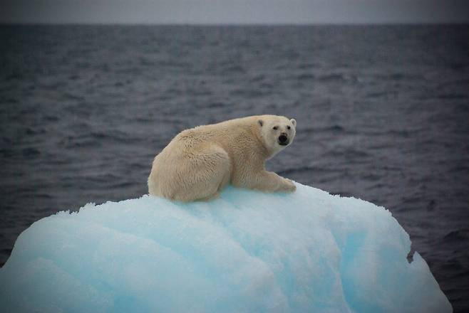 국내 쇄빙연구선 아라온호가 북극항해 중 발견한 북극곰 한 마리. 지구온난화로 얼음이 녹아 올라설 빙판마저 줄어든 모습. 27일(현지 시간) 미 연구진은 기후위기로 극지방 얼음이 녹으면서 지구의 자전 속도까지 바꿔놓고 있다는 연구 결과를 발표했다. 극지연구소 제공