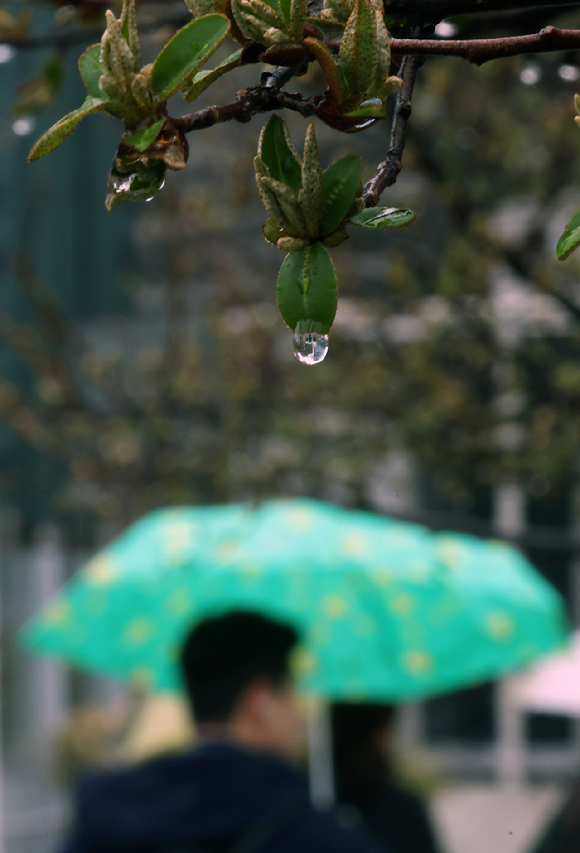 지난 26일 서울로7017에서 나무에 빗방울이 맺혀 있는 가운데 우산을 쓴 시민들이 지나가고 있다. [사진=뉴시스]