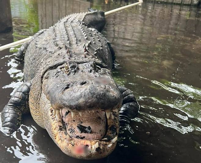 사진=Croc Encounters 페이스북 캡처