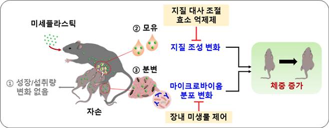 모체가 섭취한 초미세플라스틱이 자손의 체중 증가를 유도하는 과정. 한국생명공학연구원 제공