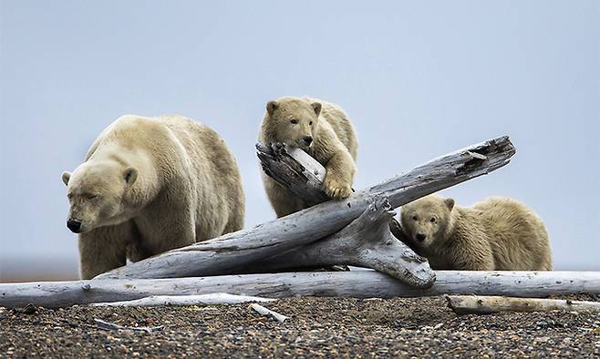 지구온난화로 터전 잃은 북극곰들이 먹이를 찾아 돌아다니는 모습. EPA연합뉴스