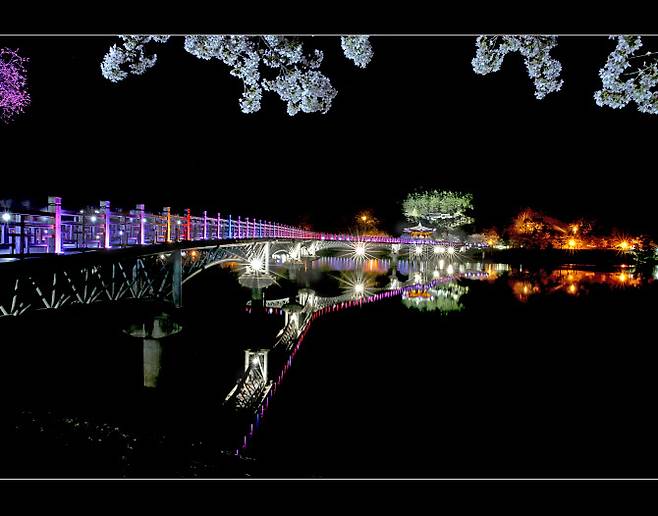 벚꽃과 어우러진 안동의 월영교 (안동시 제공)