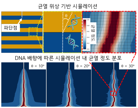 연구팀은 시뮬레이션으로 DNA 정렬 상태에 따른 균열을 예측했다. KAIST 제공